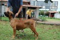 Matriz - Fila Brasileiro Dourado - Canil Singular - Nena